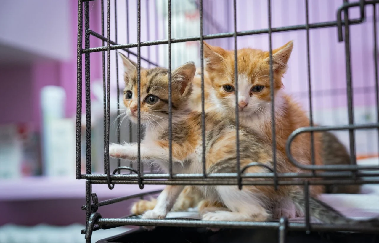 Грудень: Bunny-Writing — задонатили на підтимку Kotonosyky