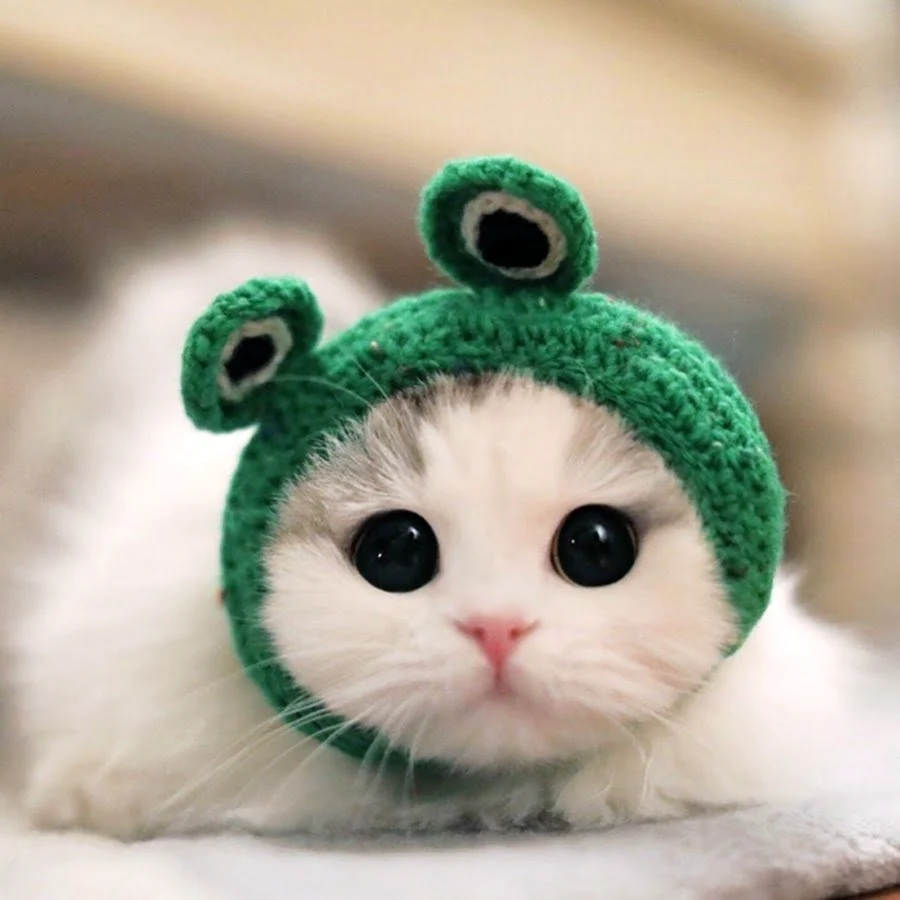 Лютий: Знову підтримали Kotonosky донатом на котиків